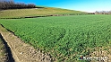 20230110_144357 - Dalla terra... il grano